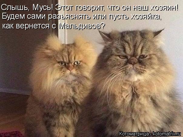 Слышь, Мусь! Этот говорит, что он наш хозяин! Будем сами разъяснять или пусть хозяйка, как вернется с... Котоматрица: Слышь, Мусь! Этот говорит, что он наш хозяин! Будем сами разъяснять или пусть хозяйка, как вернется с Мальдивов?