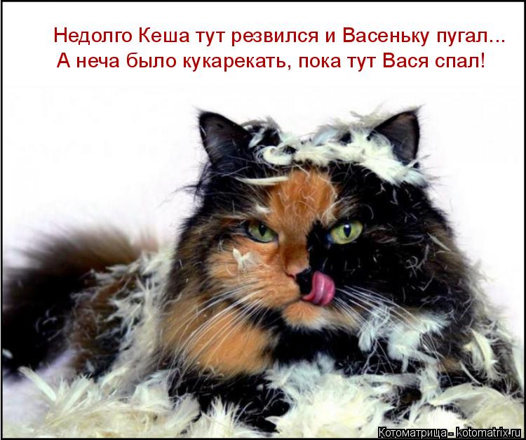 Котоматрица: Недолго Кеша тут резвился и Васеньку пугал... А неча было кукарекать, пока тут Вася спал!