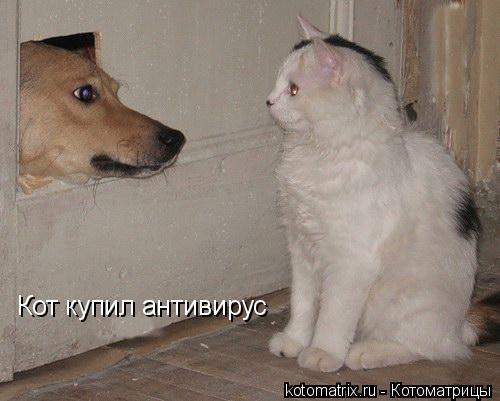Кот купил антивирус... Котоматрица: Кот купил антивирус