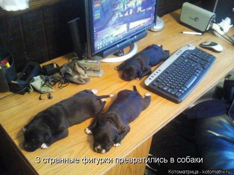 3 странные фигурки превратились в собаки... Котоматрица: 3 странные фигурки превратились в собаки