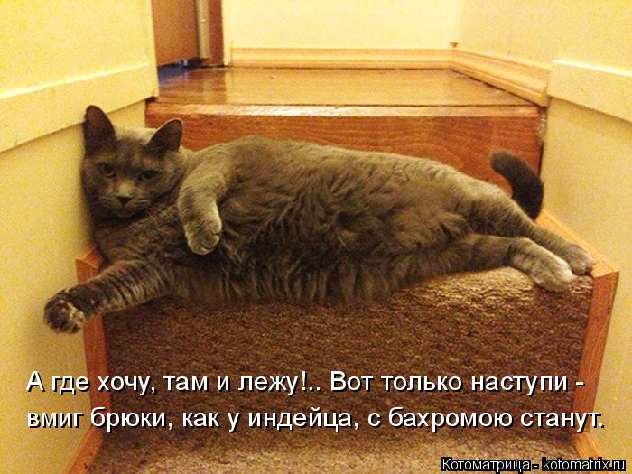 Котоматрица: А где хочу, там и лежу!.. Вот только наступи -  вмиг брюки, как у индейца, с бахромою станут.