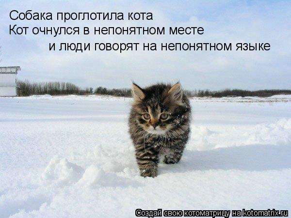 Собака проглотила кота Кот очнулся в непонятном месте и люди говорят на непонятном языке... Котоматрица: Собака проглотила кота Кот очнулся в непонятном месте и люди говорят на непонятном языке