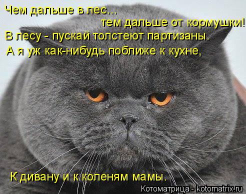 Котоматрица: Чем дальше в лес…  тем дальше от кормушки! В лесу - пускай толстеют партизаны. А я уж как-нибудь поближе к кухне, К дивану и к коленям мамы.