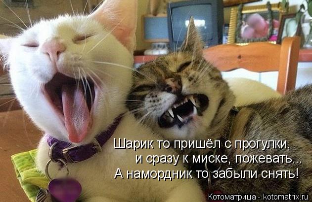 Котоматрица: Шарик то пришёл с прогулки,  и сразу к миске, пожевать... А намордник то забыли снять!