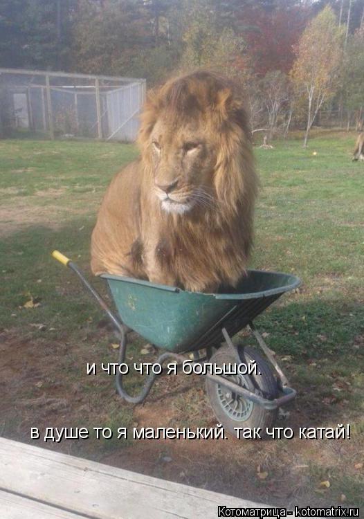 и что что я большой. в душе то я маленький. так что катай!... Котоматрица: и что что я большой. в душе то я маленький. так что катай!