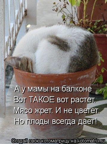 Котоматрица: А у мамы на балконе Вот ТАКОЕ вот растет. Мясо жрет. И не цветет. Но плоды всегда дает!