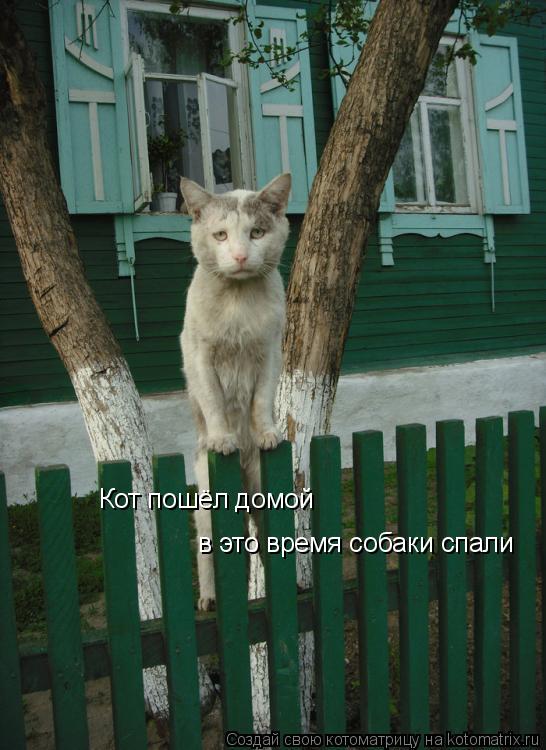 Кот пошёл домой в это время собаки спали... Котоматрица: Кот пошёл домой в это время собаки спали