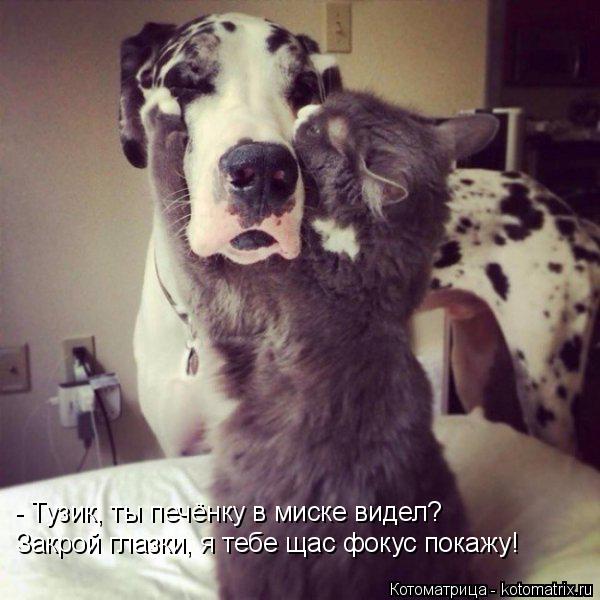 Котоматрица: - Тузик, ты печёнку в миске видел? Закрой глазки, я тебе щас фокус покажу!