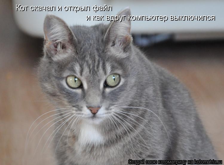 Кот скачал и открыл файл и как вдруг компьютер выключился... Котоматрица: Кот скачал и открыл файл и как вдруг компьютер выключился