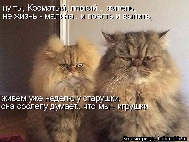 не жизнь - малина.. и поесть и выпить, ну ты, Косматый, ловкий... житель, она сослепу думает.. что мы... Котоматрица: не жизнь - малина.. и поесть и выпить, ну ты, Косматый, ловкий... житель, она сослепу думает.. что мы - игрушки живём уже неделю у старушки,