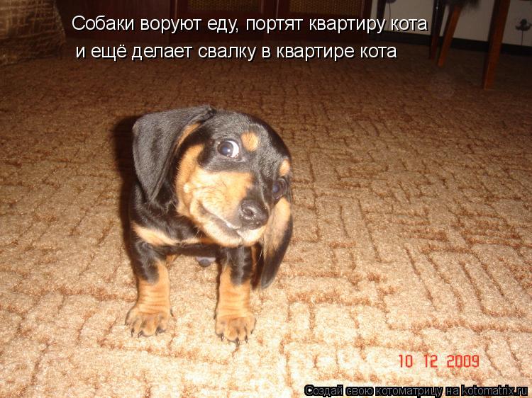 Собаки воруют еду, портят квартиру кота и ещё делает свалку в квартире кота... Котоматрица: Собаки воруют еду, портят квартиру кота и ещё делает свалку в квартире кота