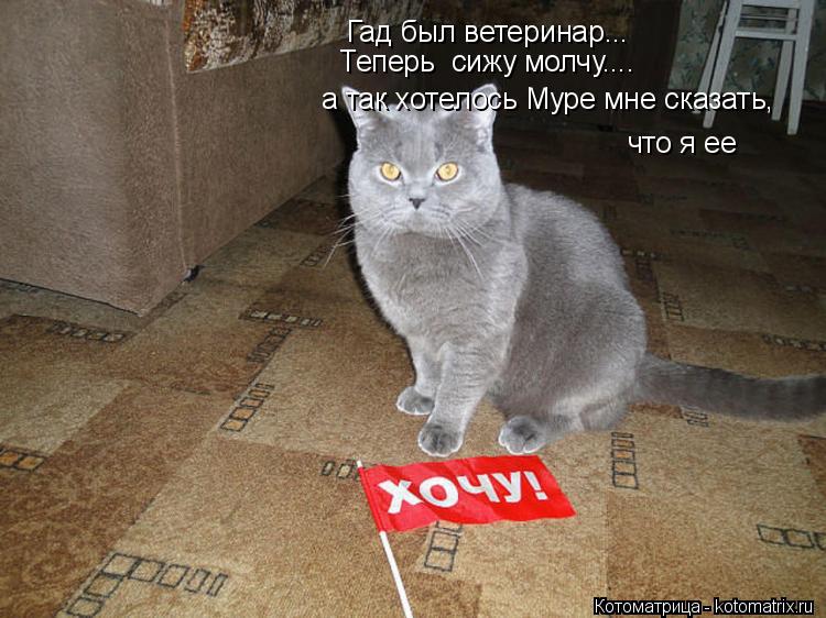 Котоматрица: Гад был ветеринар... а так хотелось Муре мне сказать,  что я ее  Теперь  сижу молчу....