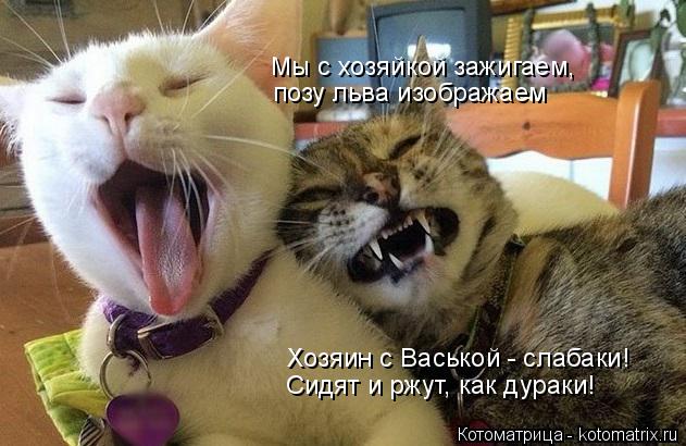 Котоматрица: Мы с хозяйкой зажигаем, позу льва изображаем Хозяин с Васькой - слабаки! Сидят и ржут, как дураки!