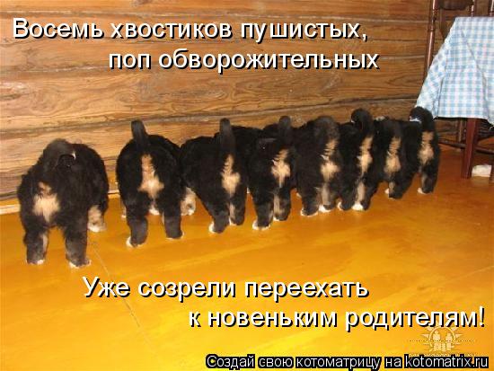 Котоматрица: Восемь хвостиков пушистых, поп обворожительных к новеньким родителям! Уже созрели переехать