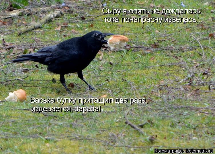 Котоматрица: Сыру я опять не дождалась, тока понапрасну извелась... Васька булку притащил два раза,  издевается, зараза!