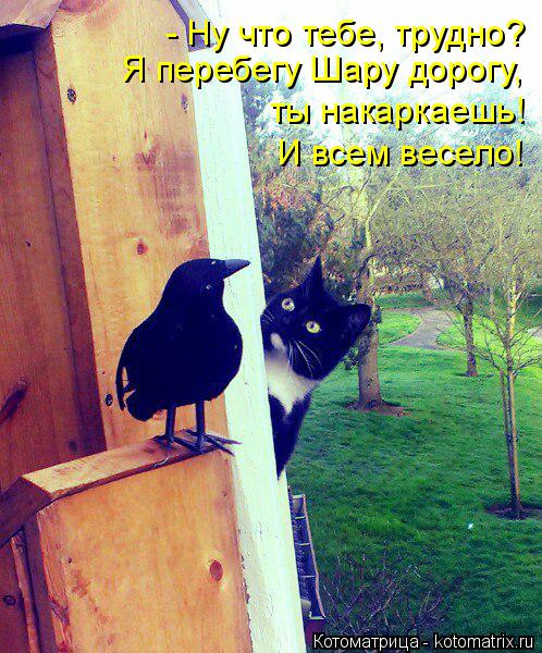 Котоматрица: - Ну что тебе, трудно? Я перебегу Шару дорогу,  ты накаркаешь! И всем весело!