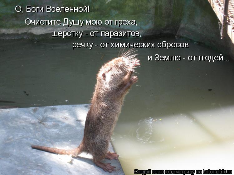 Котоматрица: О, Боги Вселенной! Очистите Душу мою от греха,  шерстку - от паразитов, речку - от химических сбросов  и Землю - от людей...
