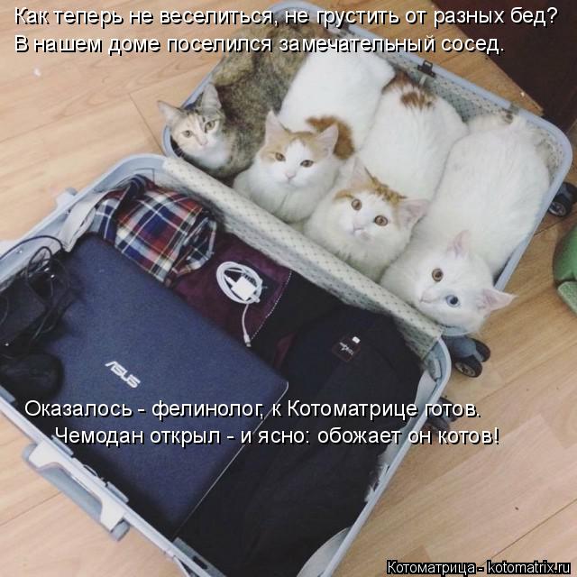 Котоматрица: Как теперь не веселиться, не грустить от разных бед? В нашем доме поселился замечательный сосед. Оказалось - фелинолог, к Котоматрице готов. 