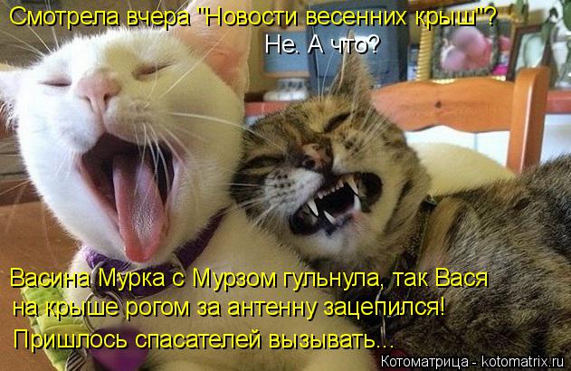 Котоматрица: Смотрела вчера "Новости весенних крыш"? Васина Мурка с Мурзом гульнула, так Вася Пришлось спасателей вызывать... Не. А что? на крыше рогом за а