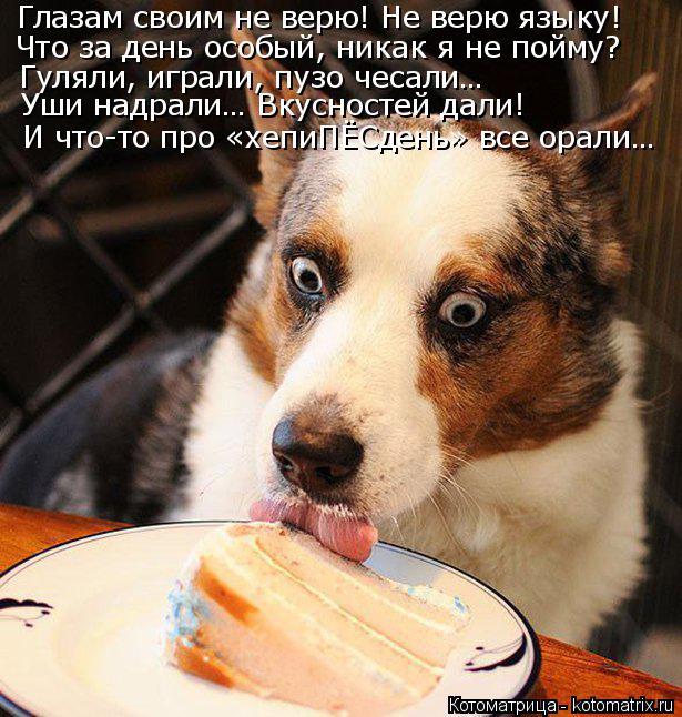 Котоматрица: Глазам своим не верю! Не верю языку! Что за день особый, никак я не пойму? Гуляли, играли, пузо чесали… Уши надрали… Вкусностей дали! И что-то 