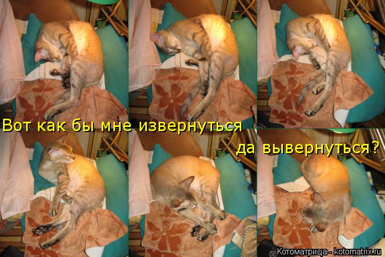 Котоматрица: Вот как бы мне извернуться да вывернуться?