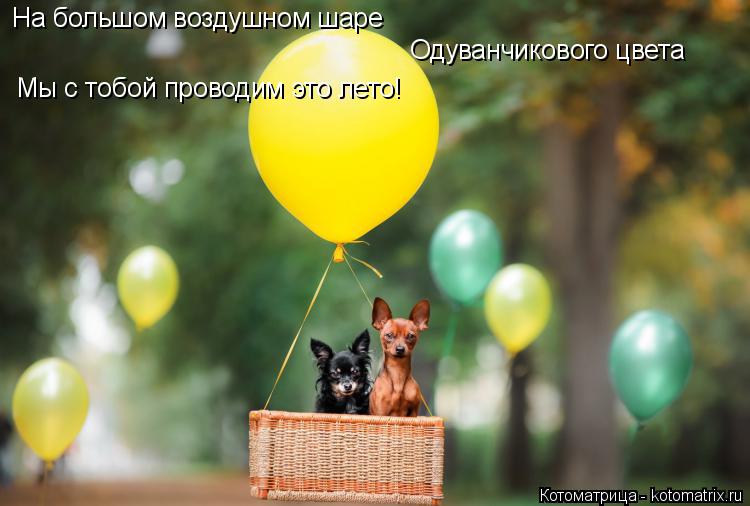 Котоматрица: На большом воздушном шаре Одуванчикового цвета Мы с тобой проводим это лето!