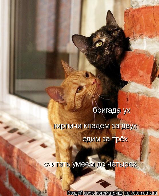 бригада уx кирпичи кладем за двуx едим за трёx считать умеем до четыреx... Котоматрица: бригада уx кирпичи кладем за двуx едим за трёx считать умеем до четыреx