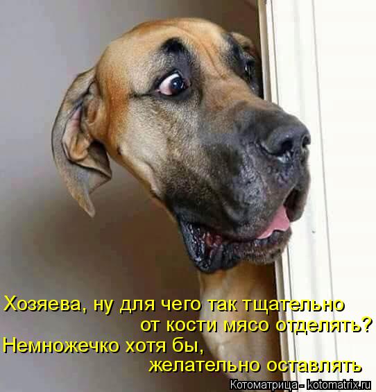 Котоматрица: Хозяева, ну для чего так тщательно от кости мясо отделять? Немножечко хотя бы,  желательно оставлять