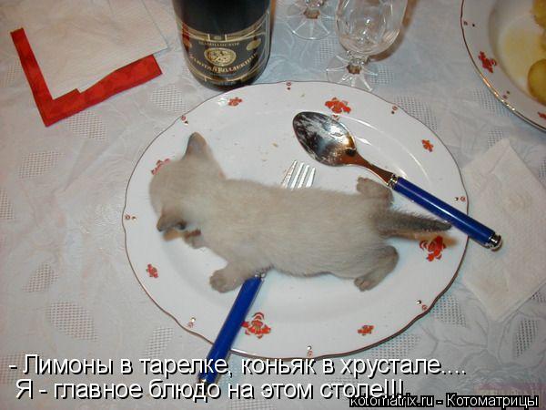 - Лимоны в тарелке, коньяк в хрустале.... Я - главное блюдо на этом столе!!!... Котоматрица: - Лимоны в тарелке, коньяк в хрустале.... Я - главное блюдо на этом столе!!!