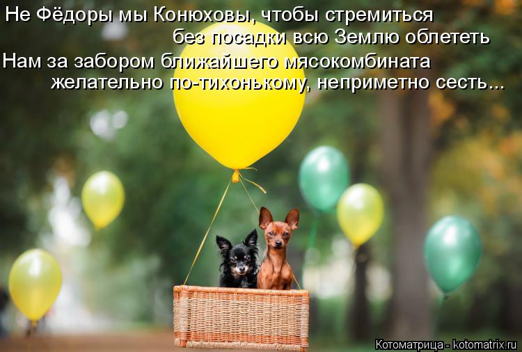 Котоматрица: Не Фёдоры мы Конюховы, чтобы стремиться Нам за забором ближайшего мясокомбината без посадки всю Землю облететь желательно по-тихонькому, н