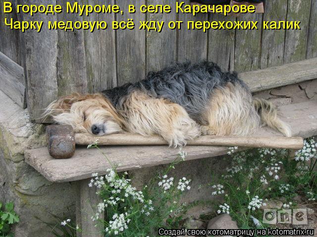 Котоматрица: В городе Муроме, в селе Карачарове Чарку медовую всё жду от перехожих калик