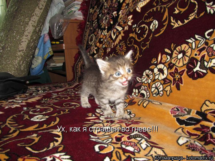 Котоматрица: Ух, как я страшен во гневе!!!