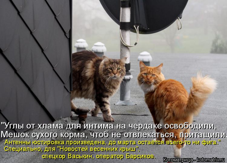 Котоматрица: Антенны юстировка произведена, до марта остаётся всего-то ни фига." Специально, для "Новостей весенних крыш", спецкор Васькин, оператор Барс