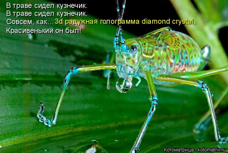 Котоматрица: В траве сидел кузнечик. В траве сидел кузнечик. Совсем, как…  Красивенький он был! 3d радужная голограмма diamond crystal,