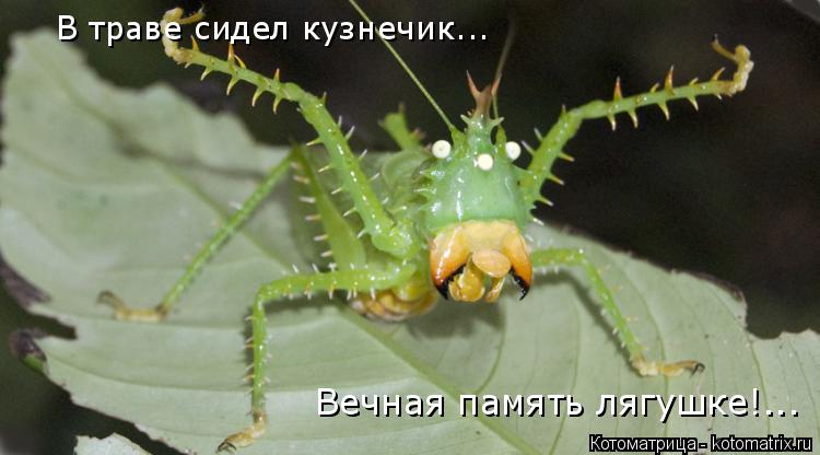 Котоматрица: В траве сидел кузнечик... Вечная память лягушке!...