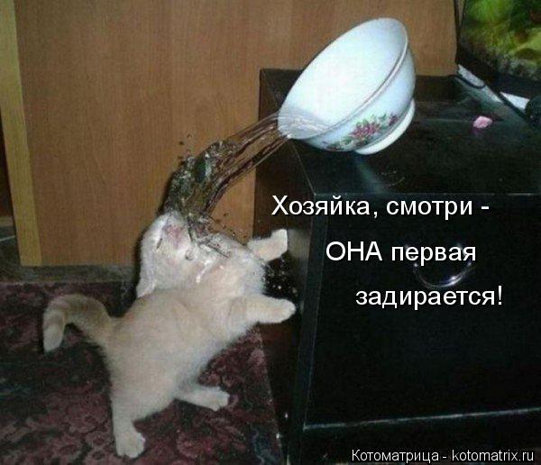 Котоматрица: Хозяйка, смотри -  ОНА первая  задирается!