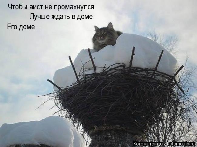Котоматрица: Чтобы аист не промахнулся Лучше ждать в доме Его доме...