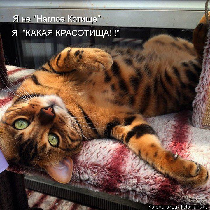 Котоматрица: Я не "Наглое Котище" Я  "КАКАЯ КРАСОТИЩА!!!"