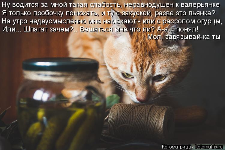 Котоматрица: Ну водится за мной такая слабость, неравнодушен к валерьянке Я только пробочку понюхать, и ту с закуской, разве это пьянка?  На утро недвусмы