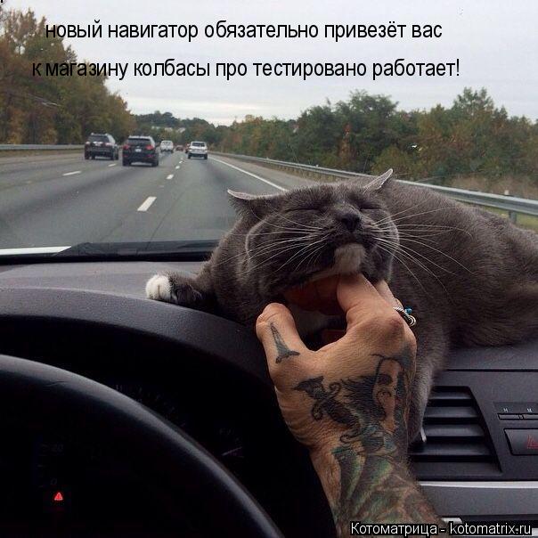 Котоматрица: новый навигатор обязательно привезёт вас к магазину колбасы про тестировано работает! к магазину колбасы про тестировано работает!