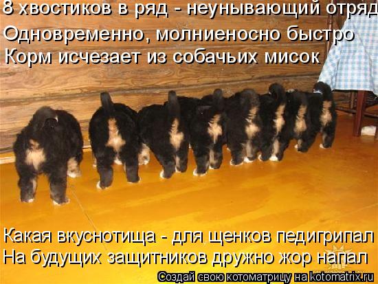 Котоматрица: 8 хвостиков в ряд - неунывающий отряд Одновременно, молниеносно быстро Корм исчезает из собачьих мисок  На будущих защитников дружно жор на