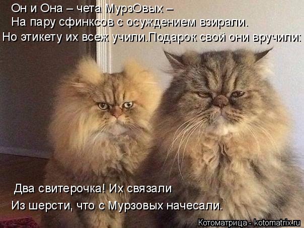 Котоматрица: Он и Она – чета МурзОвых –  Но этикету их всеж учили.Подарок свой они вручили: Два свитерочка! Их связали  Из шерсти, что с Мурзовых начесали.