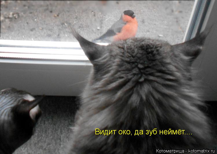 Котоматрица: Видит око, да зуб неймёт....