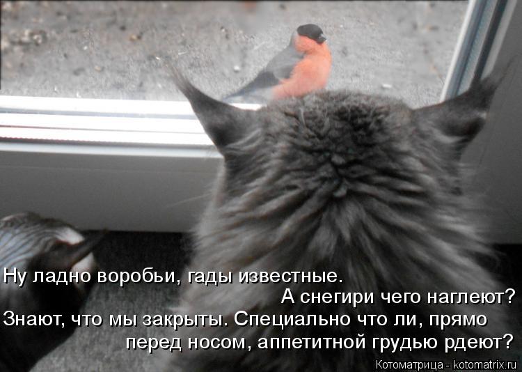 Котоматрица: Ну ладно воробьи, гады известные. А снегири чего наглеют? Знают, что мы закрыты. Специально что ли, прямо перед носом, аппетитной грудью рдею