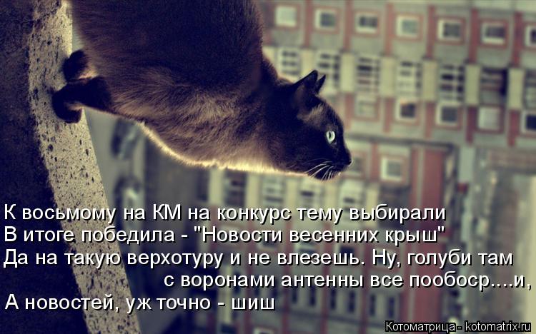 Котоматрица: К восьмому на КМ на конкурс тему выбирали В итоге победила - "Новости весенних крыш" Да на такую верхотуру и не влезешь. Ну, голуби там с ворон