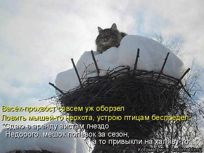 Котоматрица: Васёк-прохвост совсем уж оборзел Ловить мышей-то неохота, устрою птицам беспредел: "Сдаю в аренду аистам гнездо Недорого, мешок полёвок за с