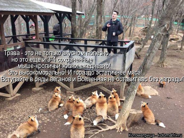 Котоматрица: Трава - это не только вкусно и полезно,  но это еще и 3-4 сохраненные  мыше-кроличьи жизни ежедневно!  Это высокоморально! И гораздо эстетичнее 