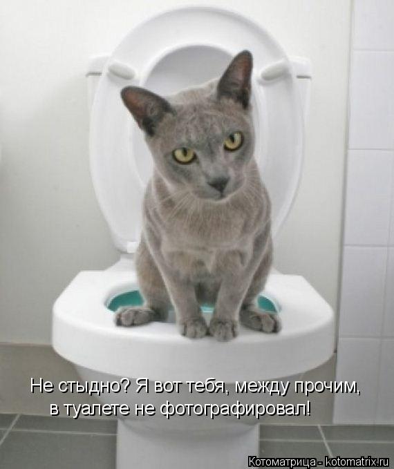 Не стыдно? Я вот тебя, между прочим, в туалете не фотографировал!... Котоматрица: Не стыдно? Я вот тебя, между прочим, в туалете не фотографировал!
