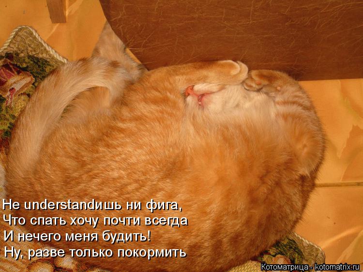 Котоматрица: Не understandишь ни фига, Что спать хочу почти всегда И нечего меня будить! Ну, разве только покормить