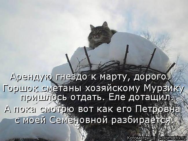 Котоматрица: Арендую гнездо к марту, дорого. Горшок сметаны хозяйскому Мурзику  пришлось отдать. Еле дотащил. А пока смотрю вот как его Петровна с моей Се